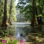 Donald Schon and the Swampy Lowland